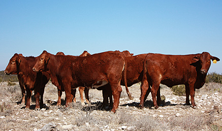 Composite Cattle