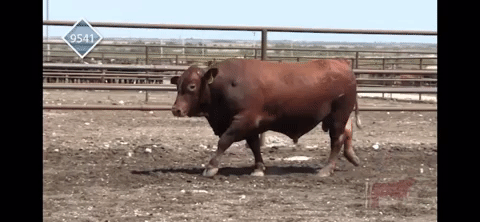 Isa Beefmasters 60th Bull Sale