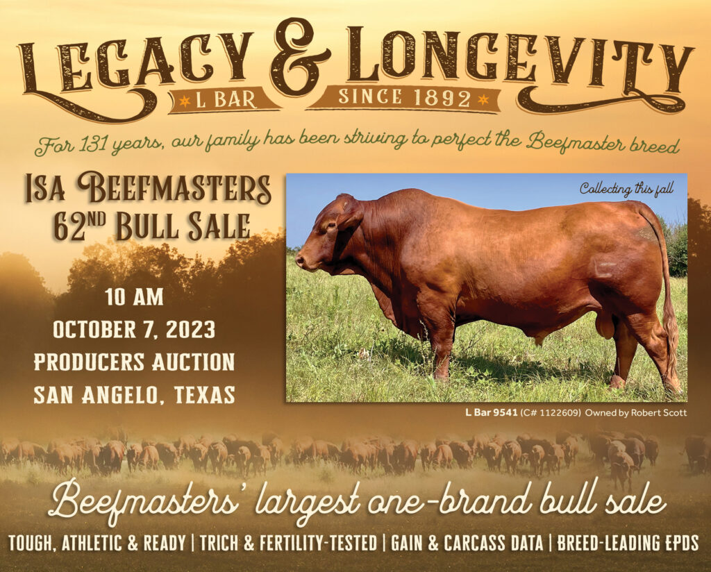 Isa Beefmasters 62nd Bull Sale