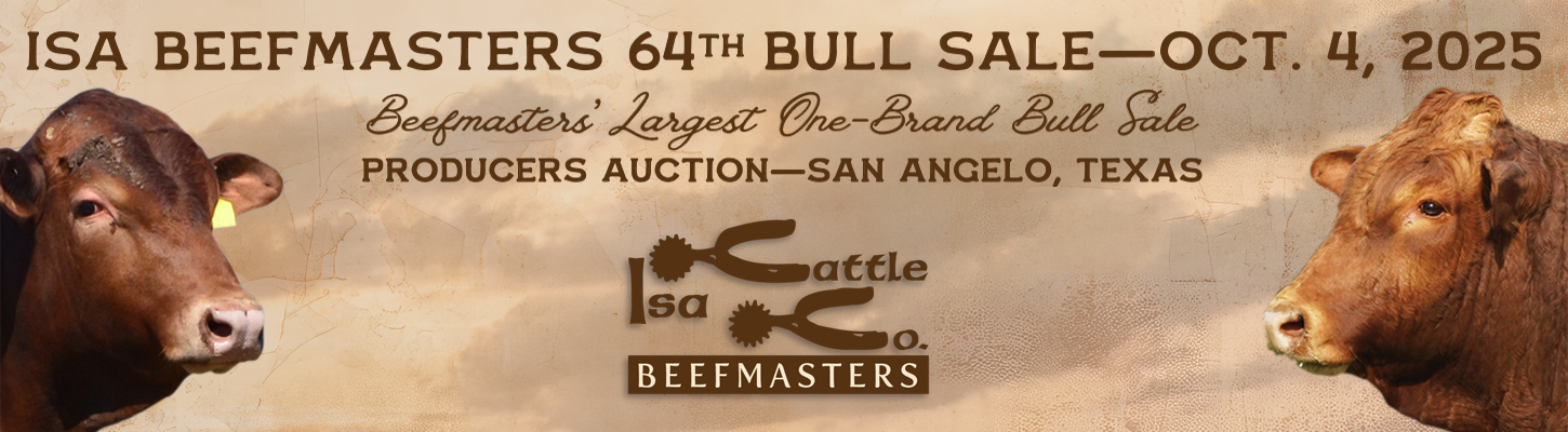 Isa Beefmasters Bull Sale